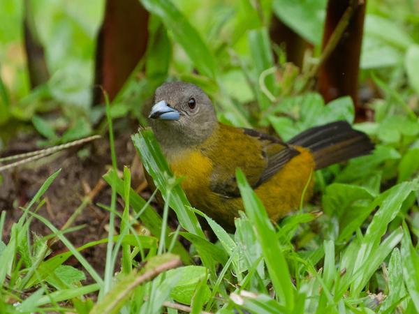 <h3><a href="/trips/costa-rica/biota/animalia/chordata/aves/040 passeriformes/127 thraupidae/ramphocelus passerinii/ramphocelus passerinii-nl.html">Ramphocelus&nbsp;passerinii</a> / Passerini's&nbsp;tanager / Roodrugtangare</h3>OM-1 Mark II met OLYMPUS M.150-400mm F4.5, 1/2000 sec  bij F4.5, ISO 6400, afstand 7.28&nbsp;m